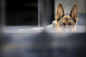 حمله سگ‌ها و گربه‌ها به "ایران"/ امنیت مردم، محیط زیست، ‌ سلامت و بودجه کشور در خطر است