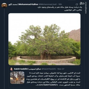 درخت هزار ساله پسته در کرمان